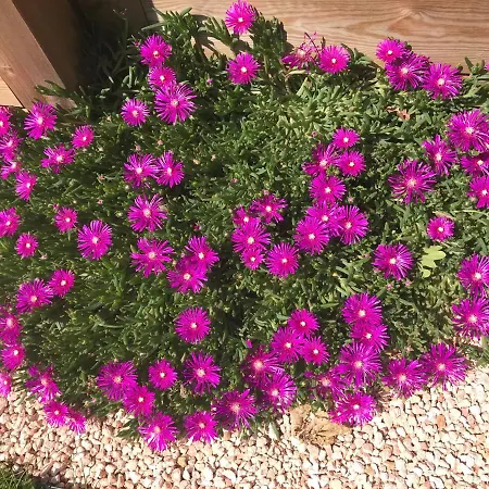 Holiday home La Musardiere Vendeenne